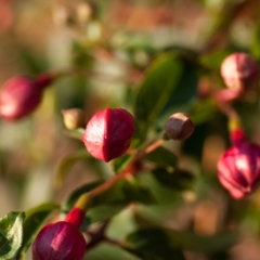 Fuchsia macro shot
