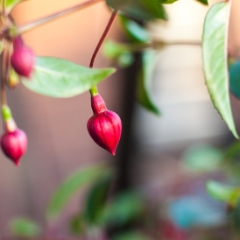 Fuchsia bulbs have not opened yet