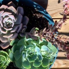 Succulent blooms, top down
