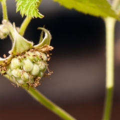 Raspberry is still green