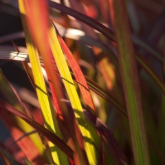 Japanese Bloodgrass macro