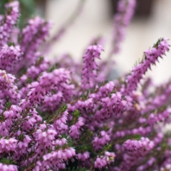 Mediterranean Pink closeup