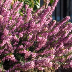 Mediterranean Pink in full bloom