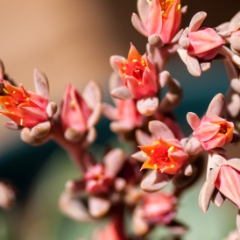 Pink succulent bloom going crazy