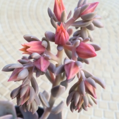 Pink succulent blooming