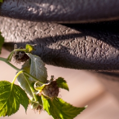 Raspberry fruits closeup
