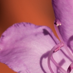 Rhododendron bloom macro