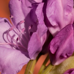 Rhododendron blooming