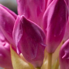 Rhododendron almost opened