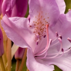 Rhododendron in full bloom