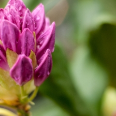 Rhododendron sprouting