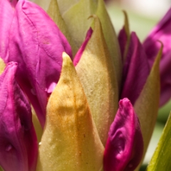 Rhododendron sprouting macro