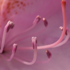 Macro of rhododendron flower stamen