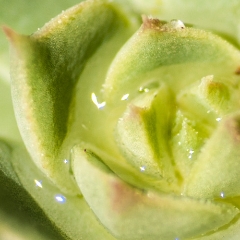 Macro of succulent bloom