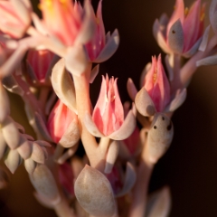 Pink succulent blooms macro shot