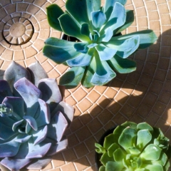 Succulents blooming