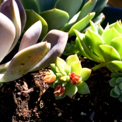 Succulent closeup
