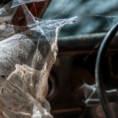 Closeup of giant cobwebs