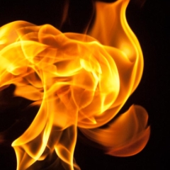 Fire flower closeup