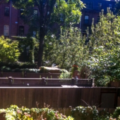 Lush urban gardens