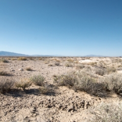 Ash Meadows dusty landscape