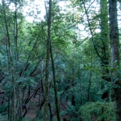 Skinny trees in the green woods