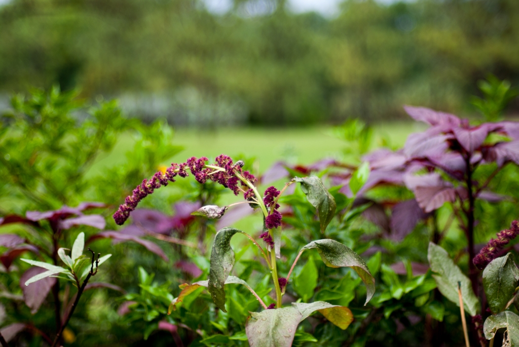 Florida photograph. 