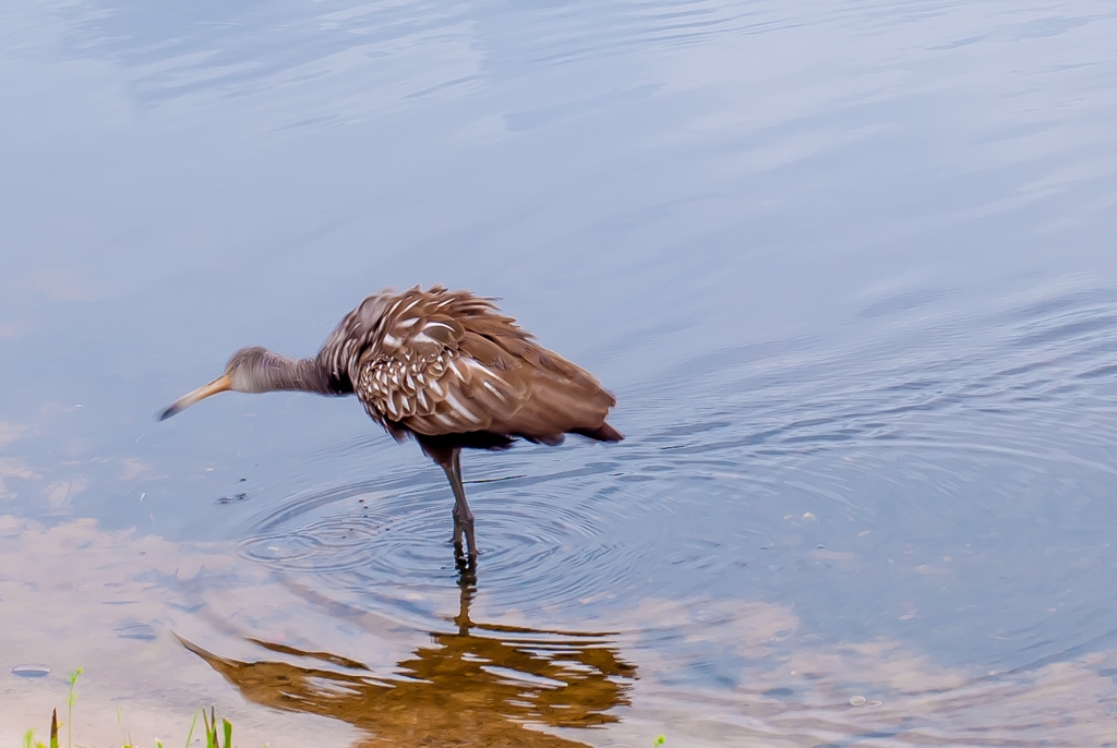 Florida photograph. 