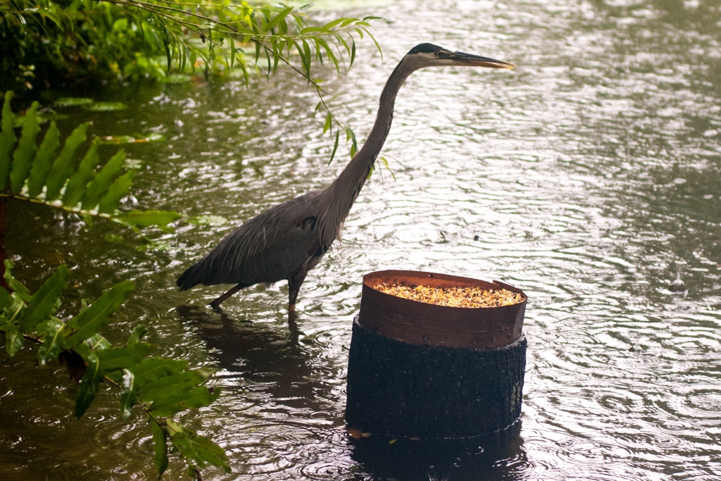 Florida photograph. 