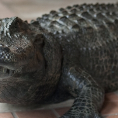 Alligator seems nonplussed