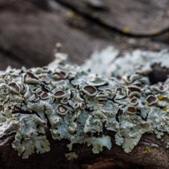 Gray crackly lichen