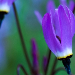 Purple dart flowers