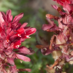 Red bottlebrush flowers