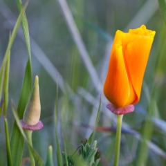 Unopened California poppies