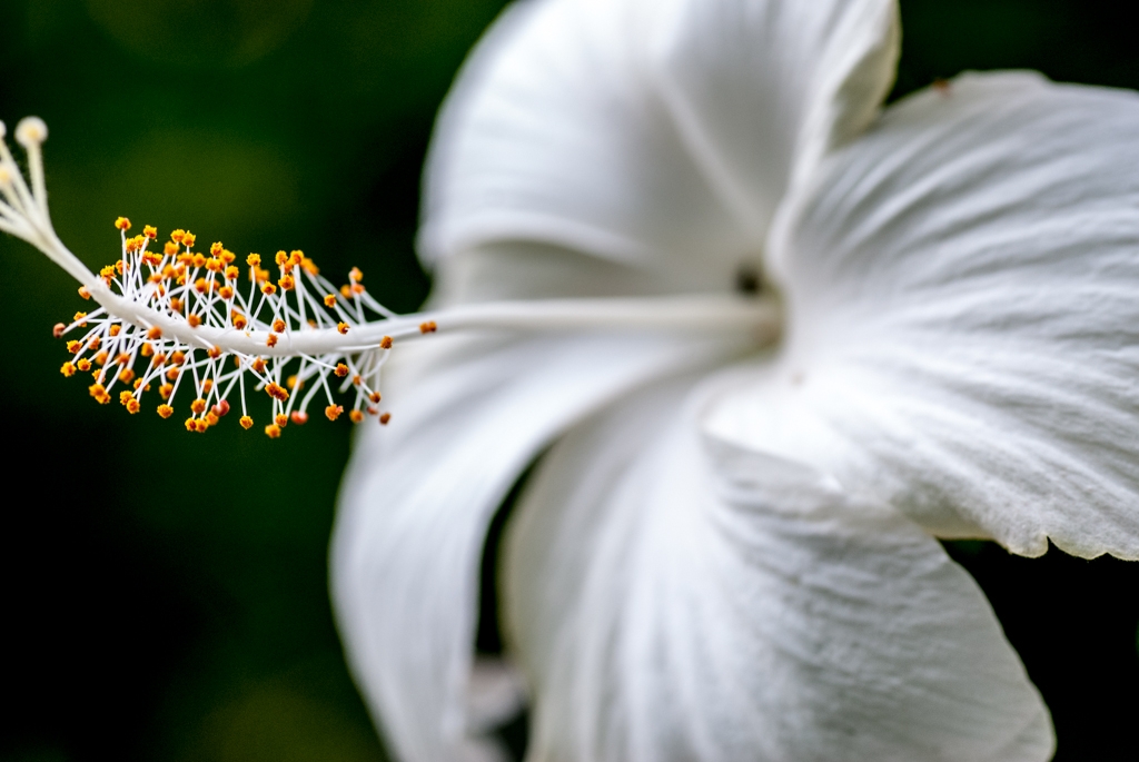 Kauai, Hawaii photograph. I like this photo, might have liked it a smidge more if I hadn't cropped it so close on the left.