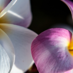 Pink and white flowers were everywhere