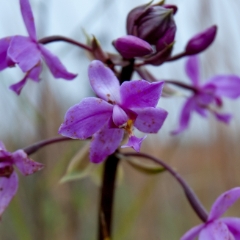 Orchids at Hawaii Volcanoes National Park