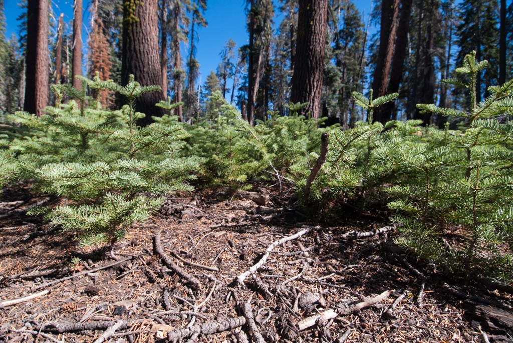 Little Baldy, California photograph. 