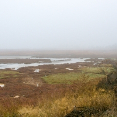 Foggy view