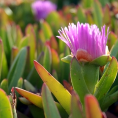 Ice plant bloom