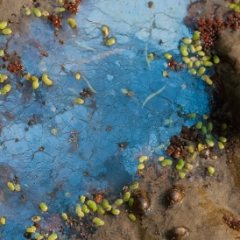Colorful mud