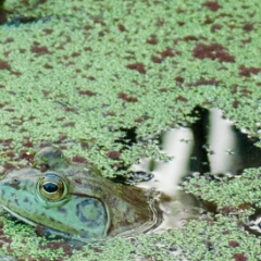 Lurking Frog